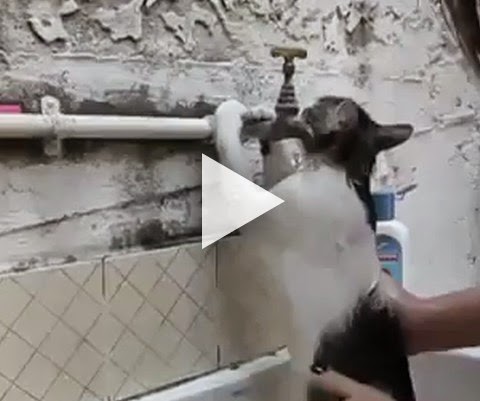 Está gostando do banho?... É RUIM!!!!