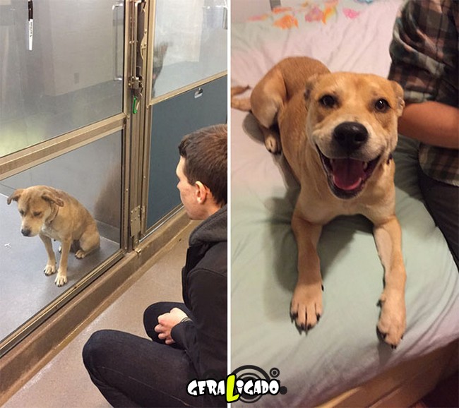 Animais antes e depois de serem adotados