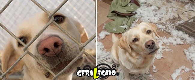Animais antes e depois de serem adotados12