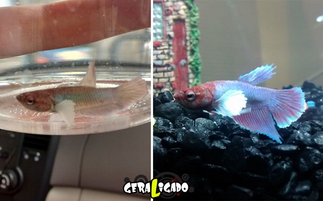 Animais antes e depois de serem adotados14