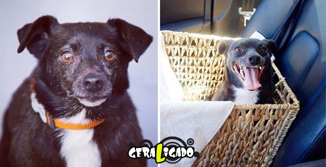 Animais antes e depois de serem adotados4