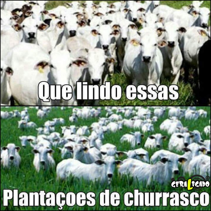 2 Plantação de churrasco