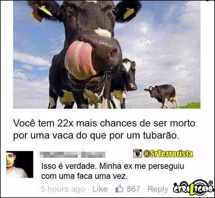 2-morrer-por-causa-de-uma-vaca