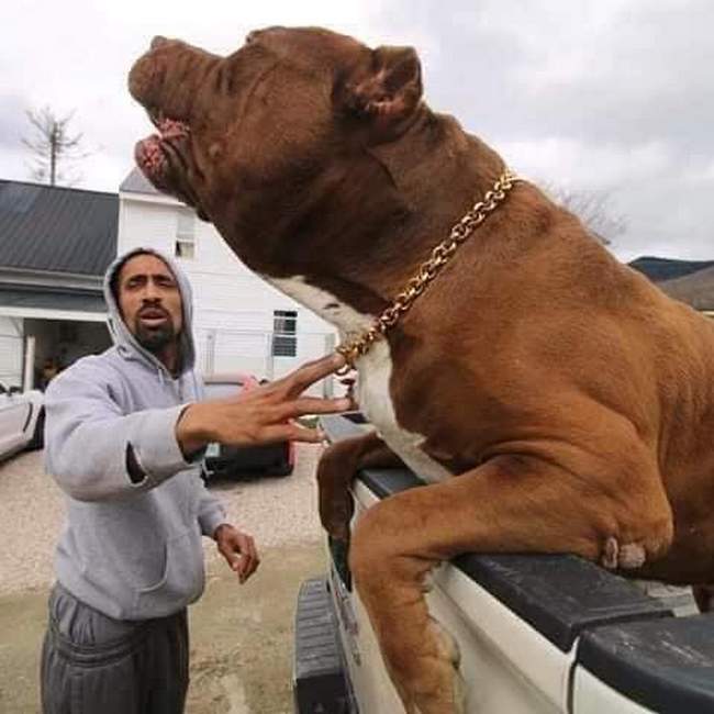 Hulk o maior pit bull do mundo