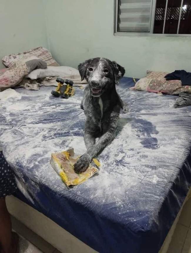 O cachorro está feliz porque não é o único culpado