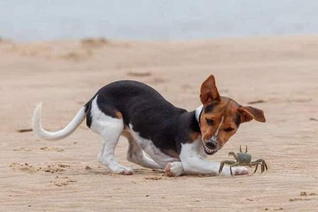 Este cachorrinho nunca tinha visto um caranguejo antes 1