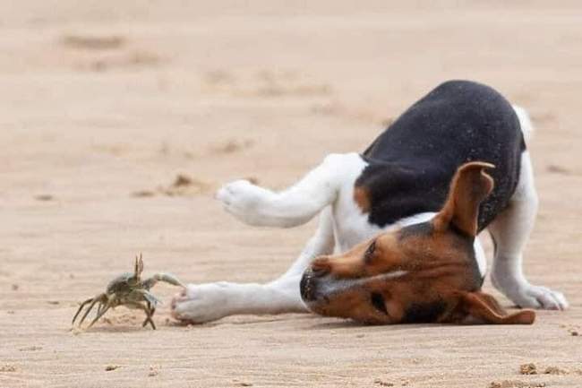 Este cachorrinho nunca tinha visto um caranguejo antes 2