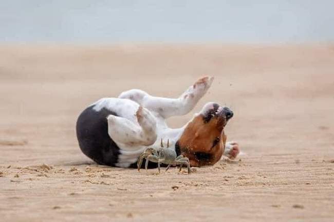 Este cachorrinho nunca tinha visto um caranguejo antes 3