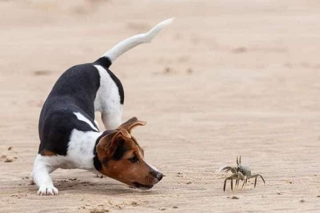 Este cachorrinho nunca tinha visto um caranguejo antes