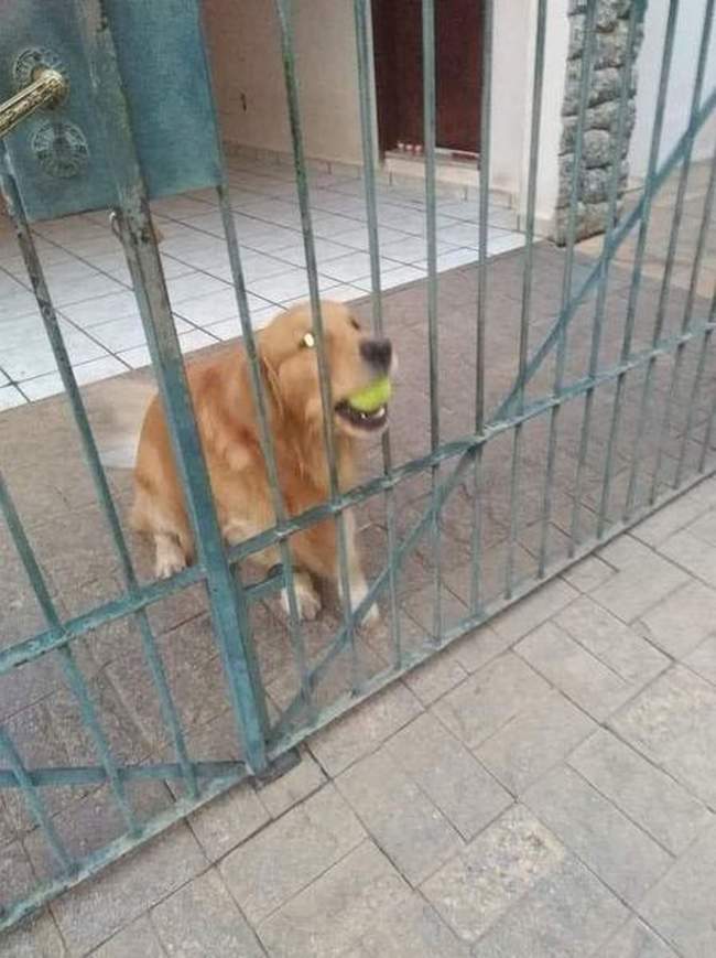 Não leve a bolinha dele embora…1