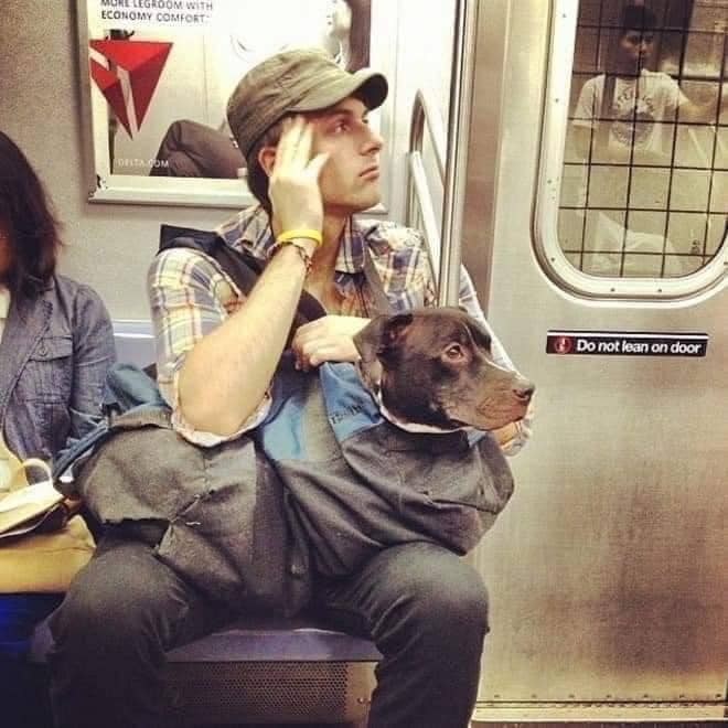 No metrô de Nova Iorque proibiram a entrada com cães, a não ser que eles possam caber em uma bolsa. Esse foi o resultado2