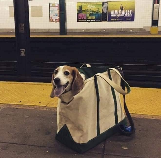 No metrô de Nova Iorque proibiram a entrada com cães, a não ser que eles possam caber em uma bolsa. Esse foi o resultado3