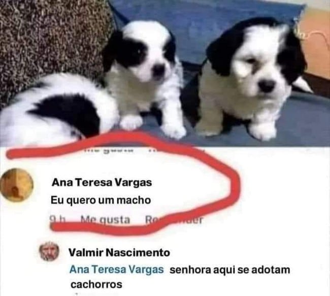 Não temos machos, só cachorro