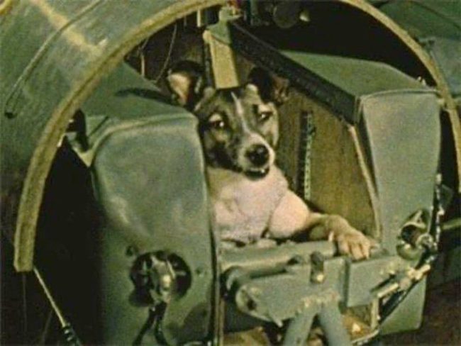 2. Laika, el primer perro en el espacio. Nunca regresó. Murió en órbita en 1957