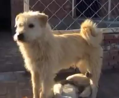 Fiapo – O cachorro que se tornou viral por dominar canil