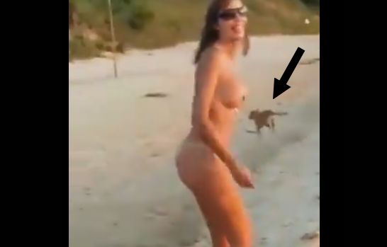 Cachorro rouba biquini de turista na praia, ficando pelada