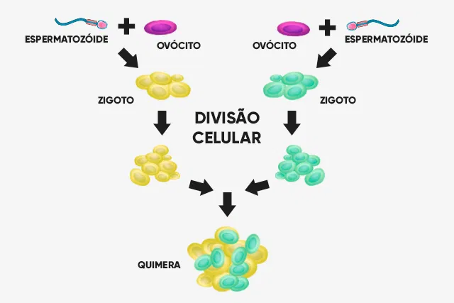 quimerismo_24930