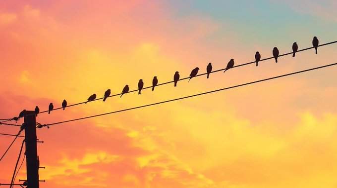 9 – Por que os pássaros não tomam choque nos fios